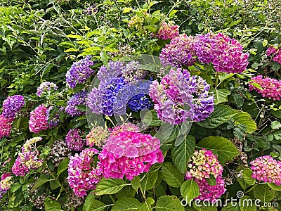 Hydrangea Flowers Stock Photo