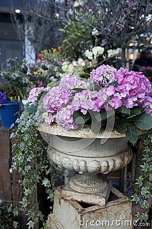 Hydrangea garden Stock Photo