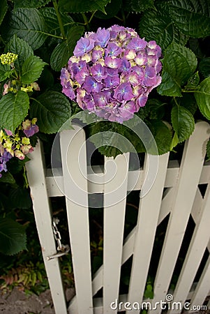 Hydrangea Garden gate Stock Photo