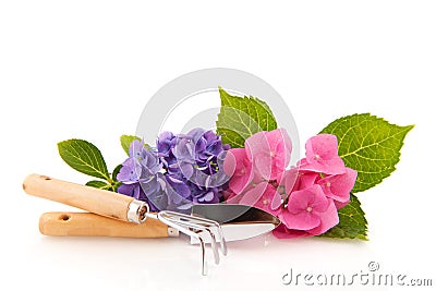 Hydrangea and gardening tools Stock Photo