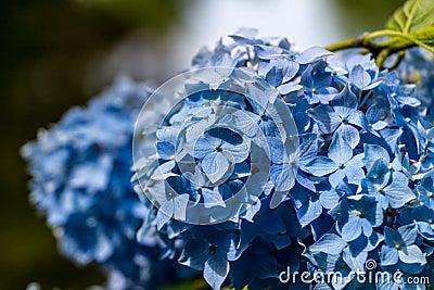Hydrangea or hortensia blue flower Stock Photo