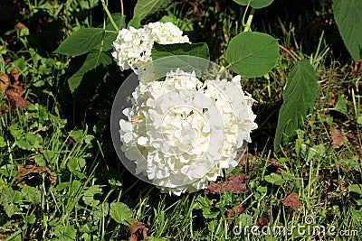 Hydrangea or Hortensia garden shrub with bunch of bright white flowers near ground surrounded with leaves and uncut grass Stock Photo