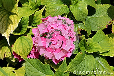 Hydrangea or Hortensia garden shrub large bunch of small blooming pink flowers with pointy petals surrounded with dense thick Stock Photo