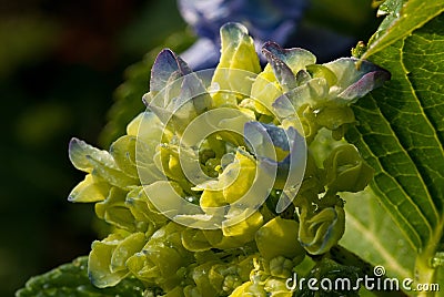 Hydrangea Stock Photo