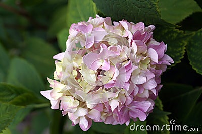 Hydrangea inflorescence with delicate pink flowers Stock Photo