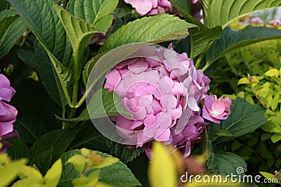 Hydrangea inflorescence with small flowers Stock Photo