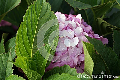 Hydrangea inflorescence with small flowers Stock Photo