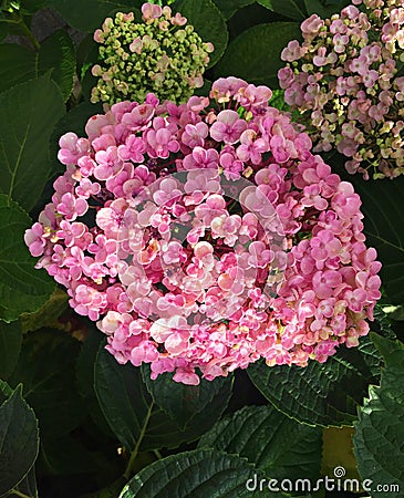 Hydrangea with large beautiful flowers bloomed in parks and flowerbeds in spring Stock Photo