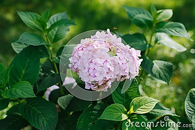 Hydrangea large-leaved Bailmer flowers in summer in the garden Stock Photo