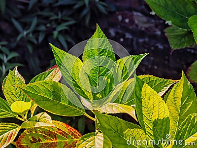 Hydrangea leaves in spring Stock Photo