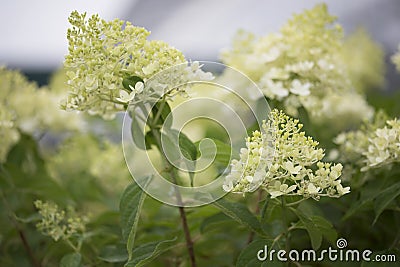 Hydrangea - Limelight Stock Photo