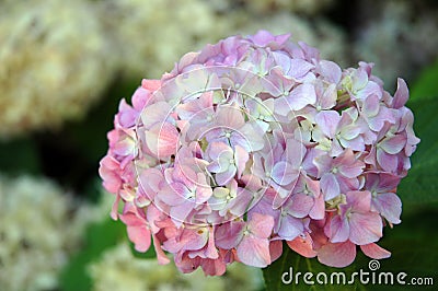 Hydrangea macrophylla Stock Photo