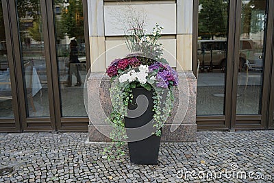 Hydrangea macrophylla, Hedera helix, Anemone hybrida and ornamental grasses grow in a tall flower pot in September. Stock Photo