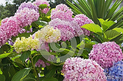 Hydrangea macrophylla Stock Photo