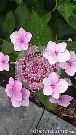 Hydrangea macrophylla Mariesii Lilacina Stock Photo