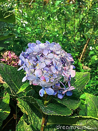 Hydrangea macrophylla Thunb. Ser. with color is bright purple Stock Photo