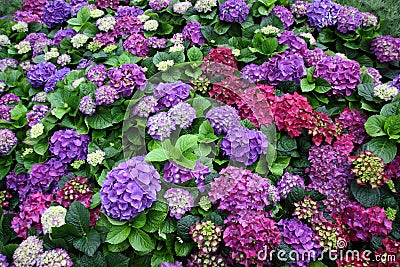 Hydrangea macrophylla (Thunb.) Ser. Flower in Garden Stock Photo