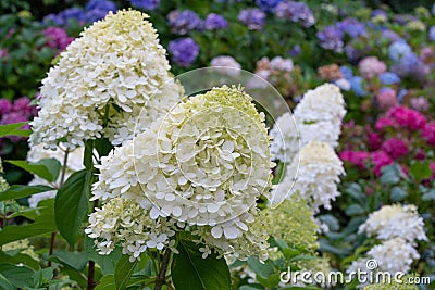 Hydrangea, Hydrangea paniculata Stock Photo