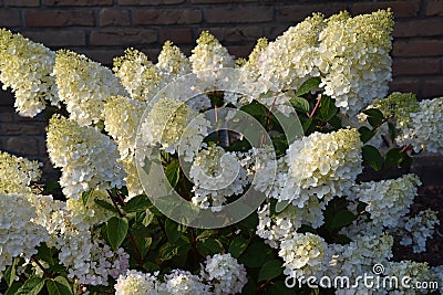 Hydrangea paniculata or limelight flower Stock Photo