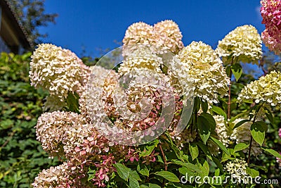 Hydrangea paniculata Limelight Stock Photo