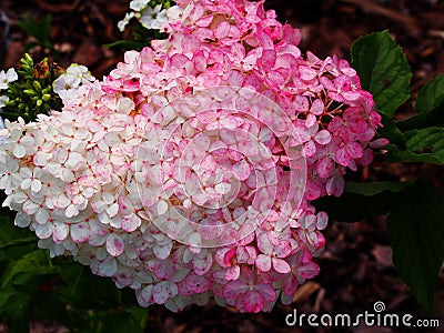 Hydrangea paniculata `Renhy` `Vanille Fraise` - panicle hydrangea Stock Photo