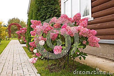 Hydrangea paniculata vanilla FRAS/ Rennie.Hydrangea paniculata ` Vanille Fraise ` autumn garden decoration Stock Photo