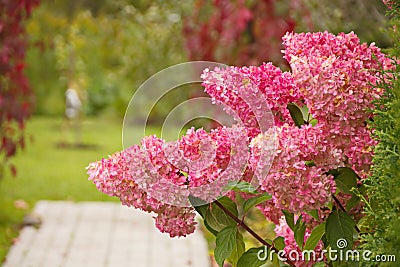 Hydrangea paniculata vanilla FRAS/ Rennie.Hydrangea paniculata ` Vanille Fraise ` autumn garden decoration Stock Photo