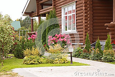 Hydrangea paniculata vanilla Frase/ Rennie.Hydrangea paniculata `Vanille Fraise` on the background of a country house Stock Photo