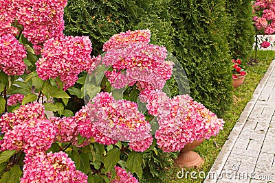 Hydrangea paniculata vanilla Frase/ Rennie.Hydrangea paniculata `Vanille Fraise` close-up Stock Photo