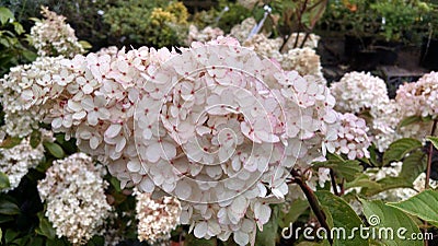 Hydrangea paniculata `Vanille Fraise` Stock Photo