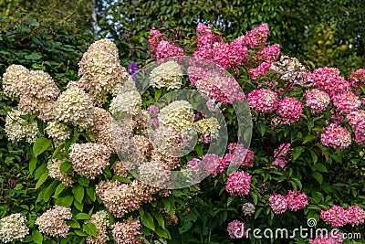 Hydrangea paniculata Vanille Fraise / Rehny Stock Photo