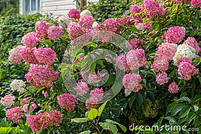 Hydrangea paniculata Vanille Fraise / Rehny Stock Photo