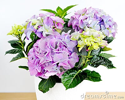 Hydrangea in a pot Stock Photo