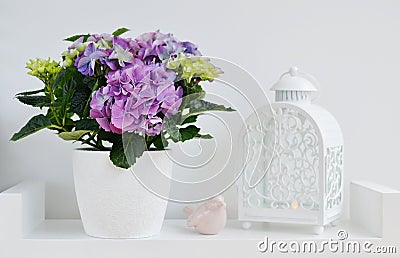 Hydrangea in a pot Stock Photo