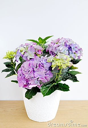 Hydrangea in a pot Stock Photo