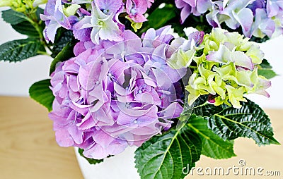 Hydrangea in a pot Stock Photo