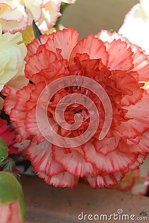 The hydrangea is receiving the sun when the rain has passed and the flowers are getting more and more alive Stock Photo