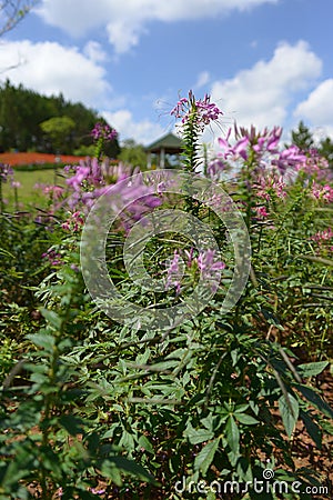 The hydrangea is receiving the sun when the rain has passed and the flowers are getting more and more alive Stock Photo