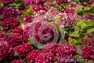 Hydrangea serrata flower in a green background Stock Photo