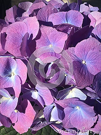 Hydrangea Stock Photo