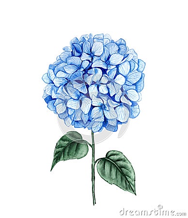 Hydrangea stem watercolor illustration. Blue summer flower isolated on a white background. Cartoon Illustration