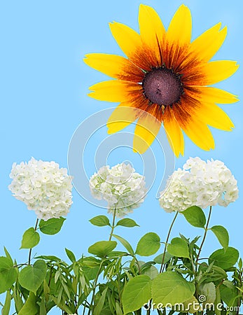 Hydrangea, sunflower and cyan sky Stock Photo