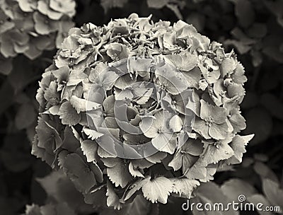 Hydrangea Stock Photo