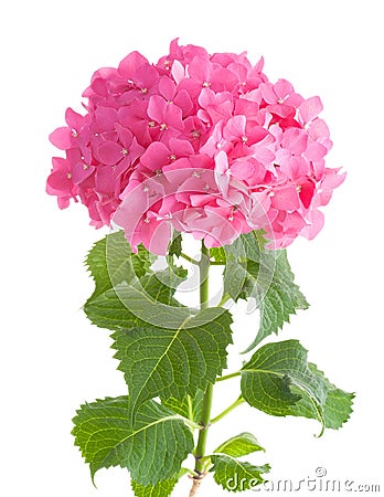 Hydrangea on white Stock Photo