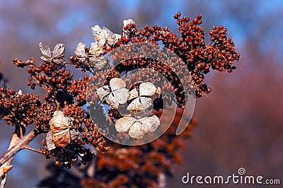 Hydrangea in Winter Stock Photo