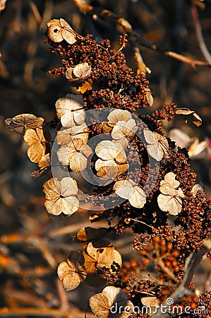 Hydrangea in Winter Stock Photo