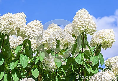 Hydrangeaceae hydrangea paniculata siebel grade polar bear Stock Photo