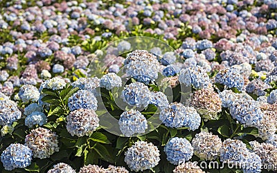 Hydrangeas, beautiful bush of hydrangea flowers in a garden. Sao Miguel, Azores Islands, Portugal. Stock Photo