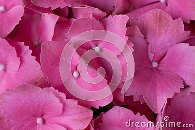 Hydrangeas bloomed Stock Photo