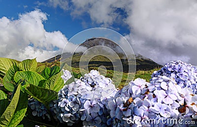 Hydrangea blossoms in front of volcano Pico, Azores Islands Stock Photo